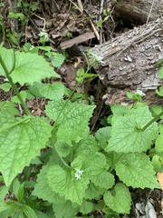 Alliaria petiolata