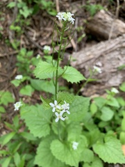 Alliaria petiolata