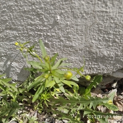 Ranunculus auricomus