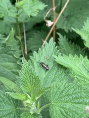 Macrophya albicincta