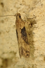 Scrobipalpa costella