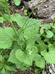 Alliaria petiolata
