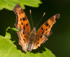 Polygonia satyrus