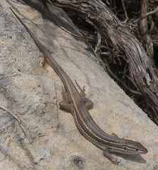 Psammodromus algirus