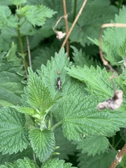 Macrophya albicincta