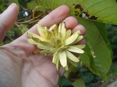 Camptotheca acuminata