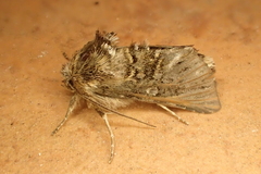 Omphalophana antirrhinii