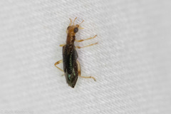 Phyllobaenus verticalis