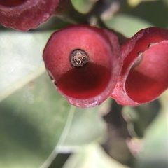 Licaria