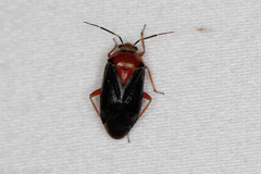 Neocapsus cuneatus