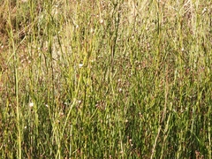 Baccharis juncea