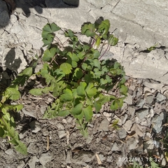 Aquilegia vulgaris