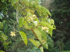 Camptotheca acuminata