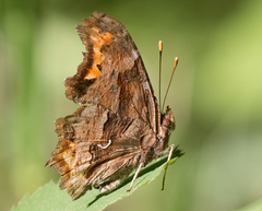 Polygonia satyrus