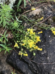 Physaria filiformis