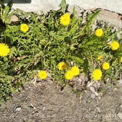 Taraxacum officinale