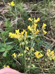 Physaria filiformis