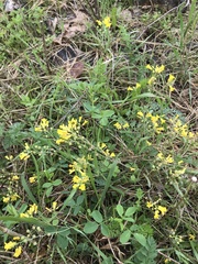 Physaria filiformis