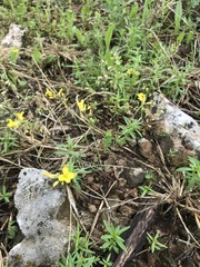 Physaria filiformis