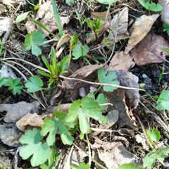 Ranunculus auricomus