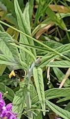 Bombus vosnesenskii