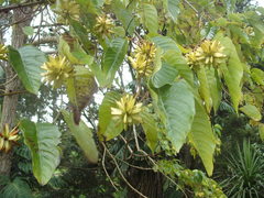 Camptotheca acuminata