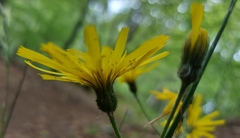 Hieracium murorum