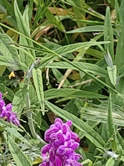 Bombus vosnesenskii