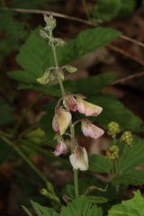 Tephrosia virginiana
