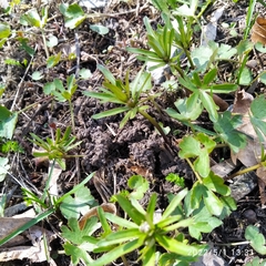 Ranunculus auricomus