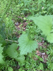 Alliaria petiolata