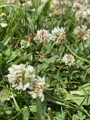 Apis mellifera