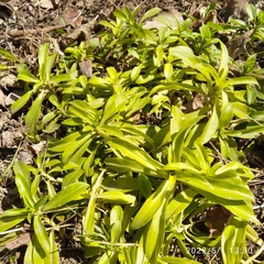Dianthus barbatus