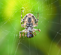 Gibbaranea bituberculata