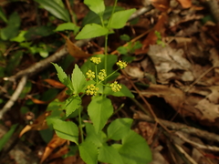 Thaspium trifoliatum trifoliatum