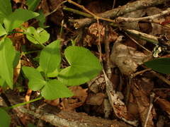 Thaspium trifoliatum trifoliatum