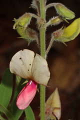Tephrosia virginiana