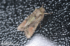 Ichneutica skelloni