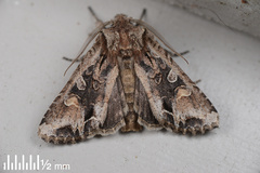 Ichneutica insignis