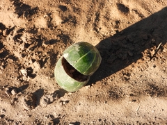 Cucurbita andreana