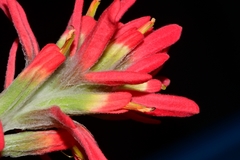 Castilleja lanata