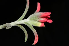 Castilleja lanata