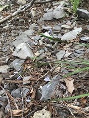 Sisyrinchium mucronatum