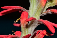 Castilleja lanata