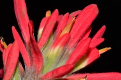 Castilleja lanata