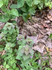 Lamium purpureum