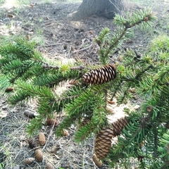 Picea obovata