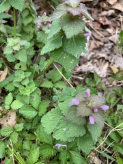 Lamium purpureum