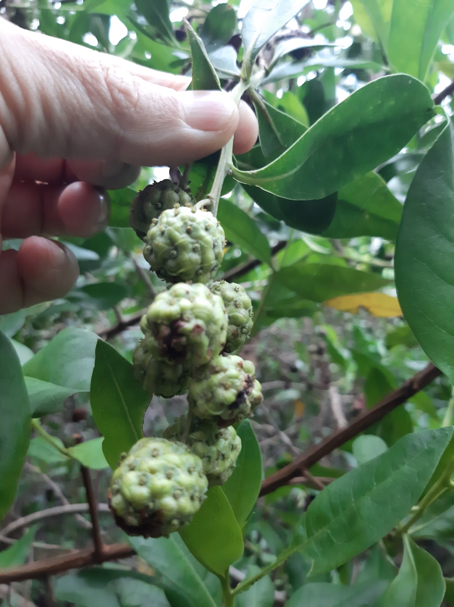 Conocarpus image