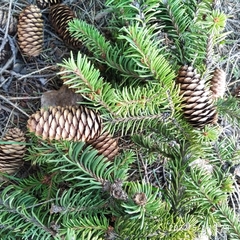 Picea obovata